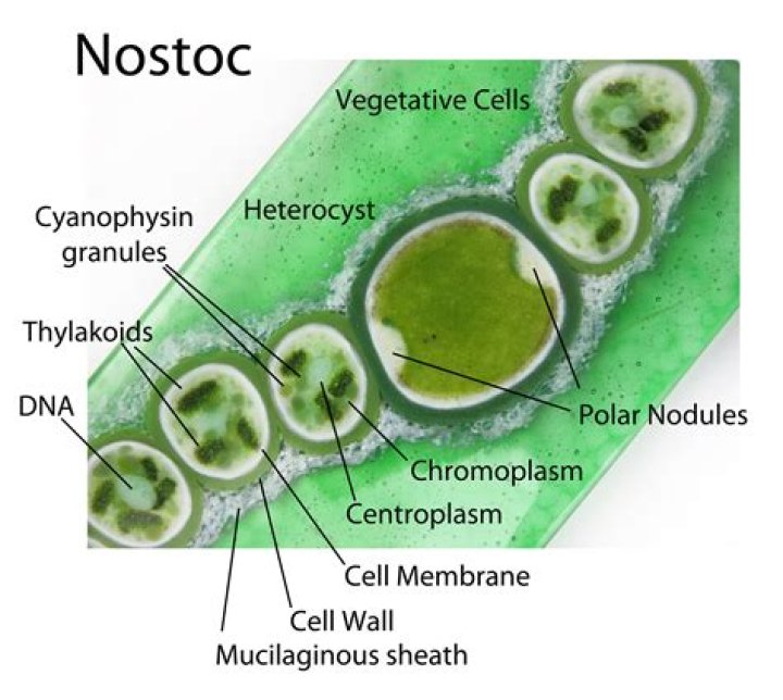 Is nostoc a fungus