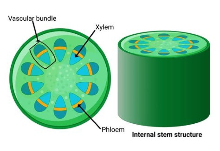 Is phloem an organ? | ContextResponse.com