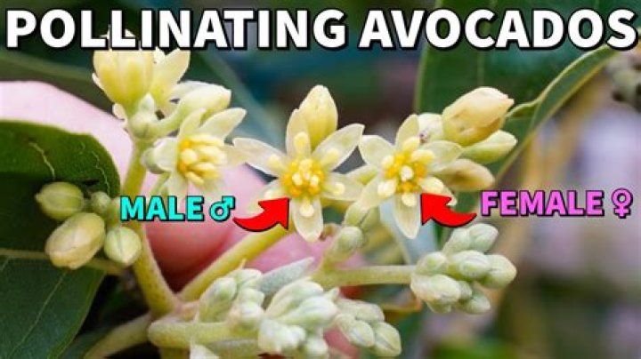 Is Pinkerton avocado self pollinating