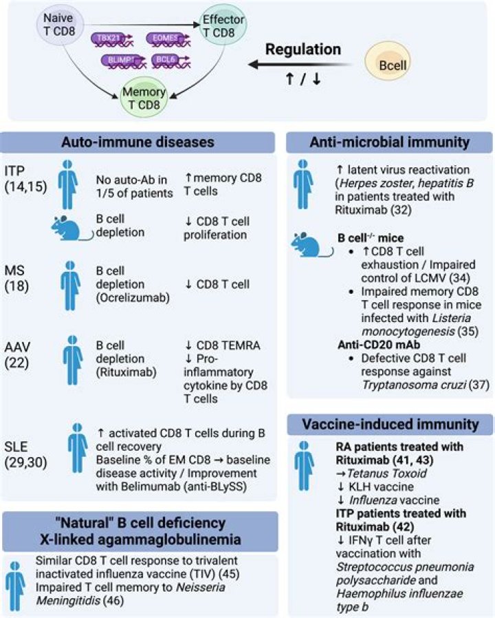 Is SCID an autoimmune disease?