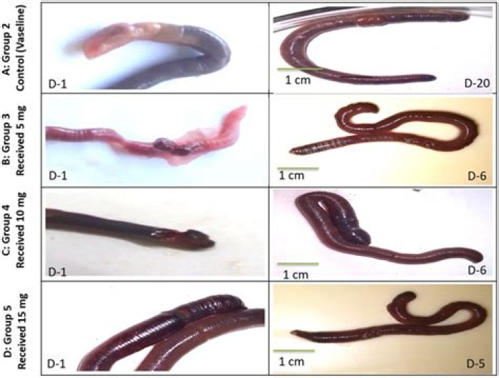 Is self fertilization possible in earthworms?