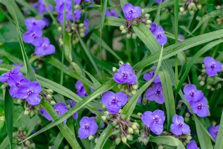 Is spiderwort native to North America