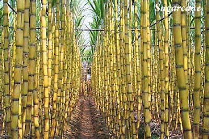 Is sugarcane a cash crop?