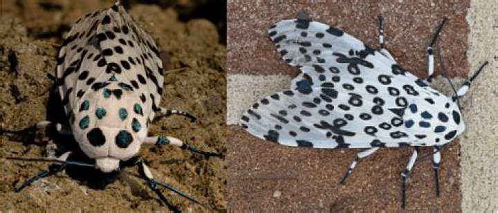 Is the giant leopard moth rare