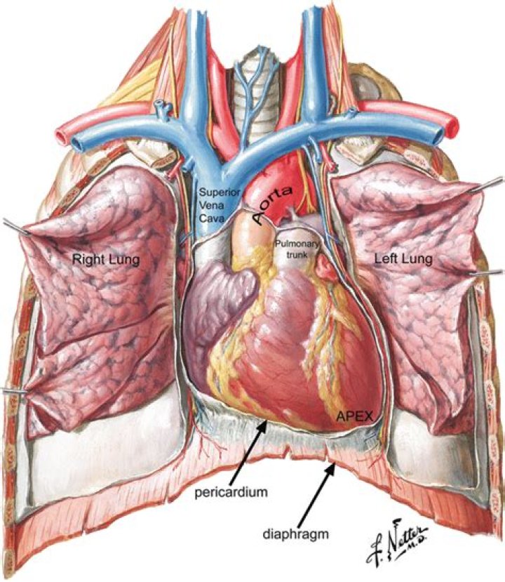 Is the heart superior to the diaphragm