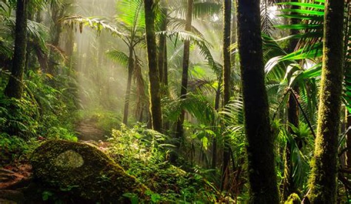 Is the rainforest the jungle?