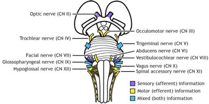 Is the spinal accessory nerve a cranial nerve?