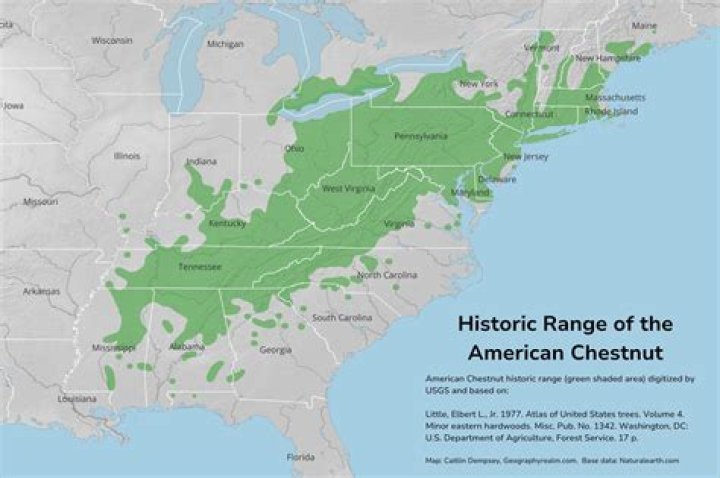 Is there a blight resistant American chestnut?