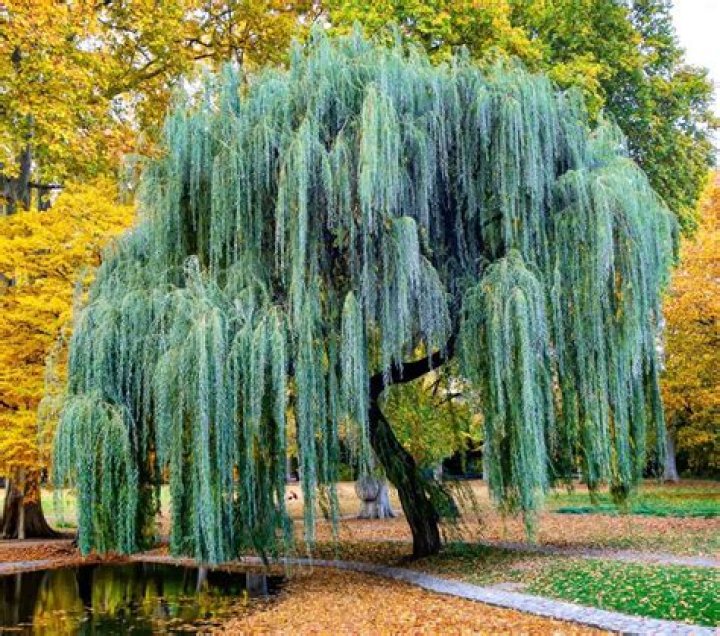 Is there a miniature weeping willow tree
