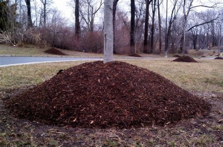 Is too much mulch bad for trees