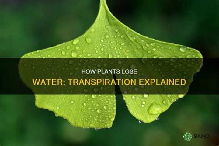 Is water lost when it is used