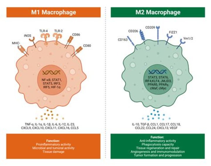 ML/PE-A + W32/MPhage-B