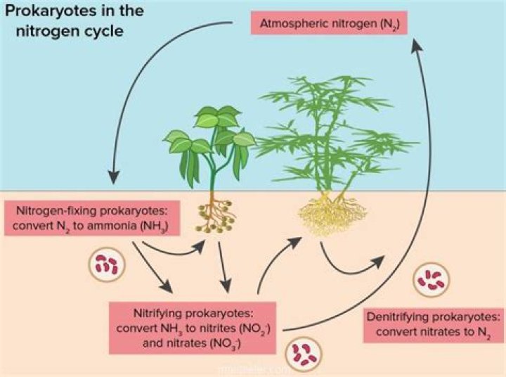 Nitrojen ve azot ayni mi