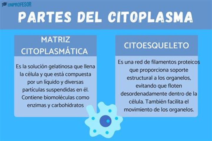 ¿Qué es el citoplasma y sus partes