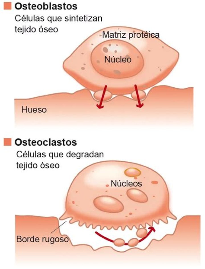 ¿Qué son los osteoblastos y los osteoclastos?