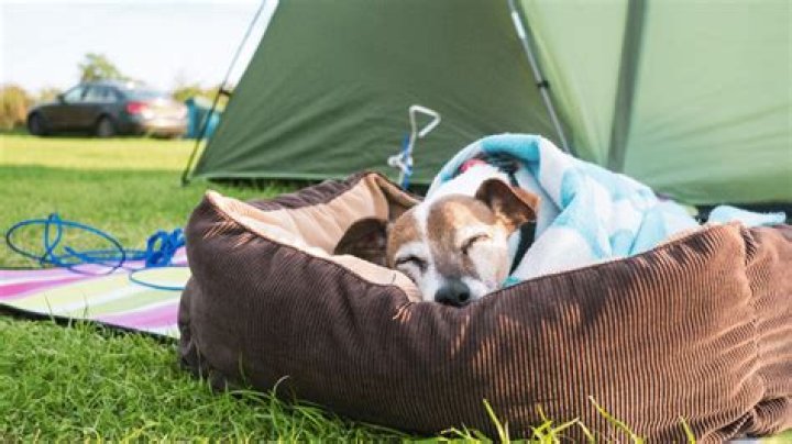 Should dogs sleep outside