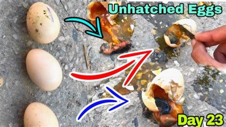 Should I remove unhatched eggs