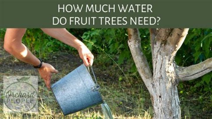 Should I water my trees during a drought
