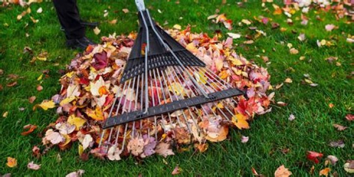 Should you rake leaves in the fall or spring
