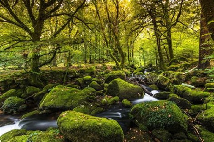 Was England covered in forests?