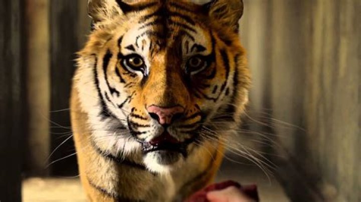 Was Life of Pi filmed with a real tiger?