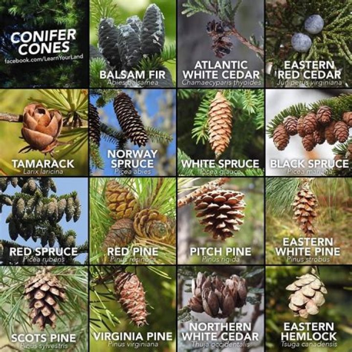 What's another name for pine cone?