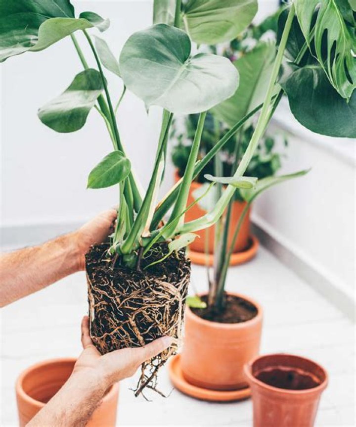 What's the best way to repot houseplants?