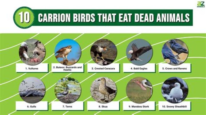 What animal can eat a raccoon?
