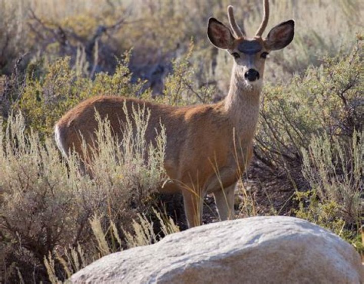 What animals did the Spanish bring to Texas?