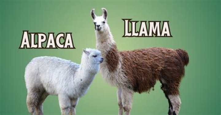 What animals do alpacas get along with?