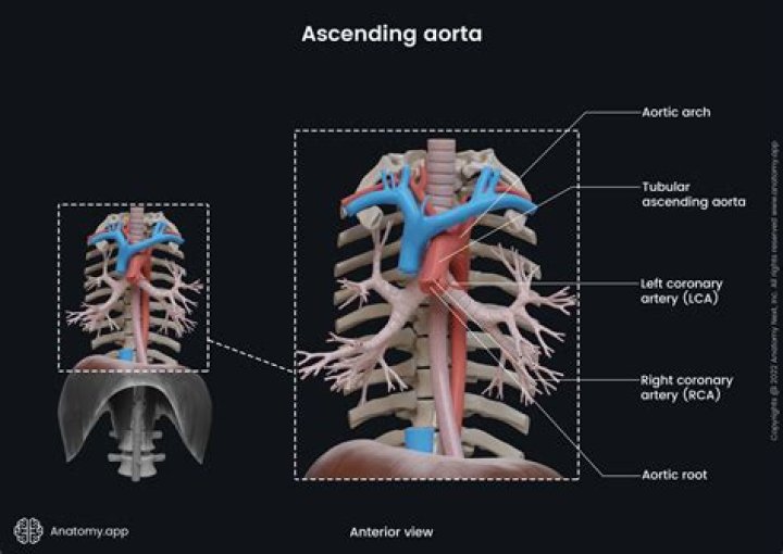 What arch of aorta remains in mammals?