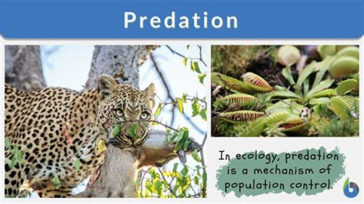 What are 10 examples of predation?