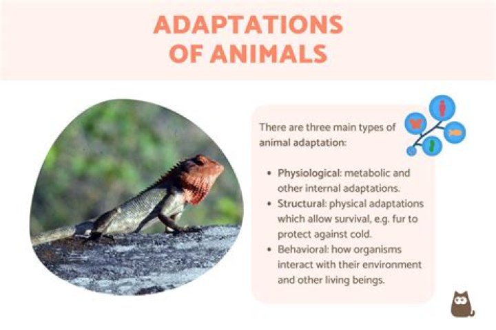 What are 3 adaptations of an owl?