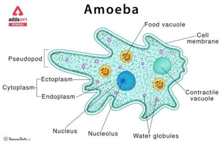 What are 3 characteristics of amoeba?