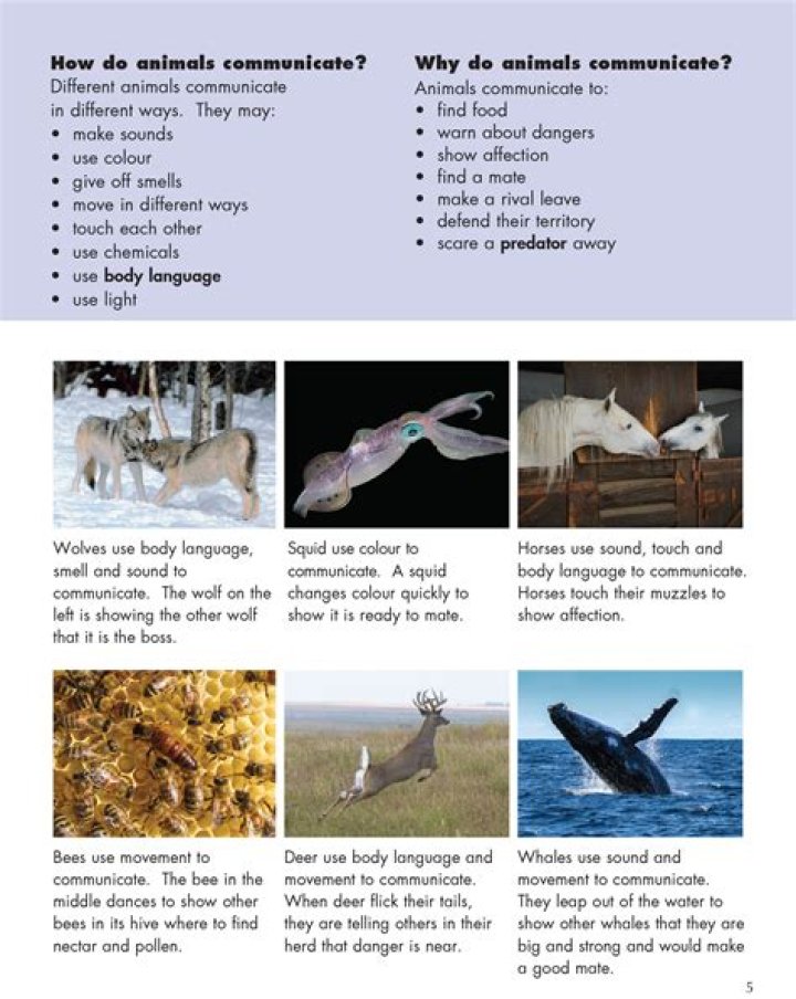 What are 3 ways animals communicate?