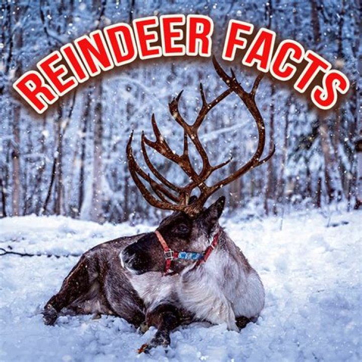 What are 5 facts about reindeer?