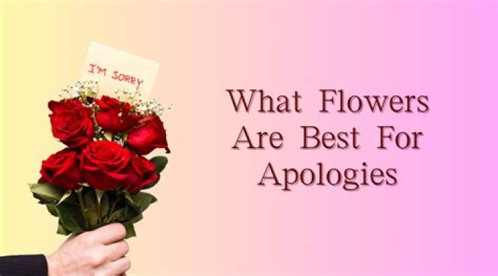 What are apology roses? | ContextResponse.com
