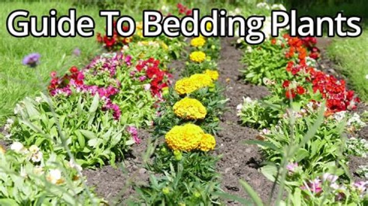 What are bedding plants used for