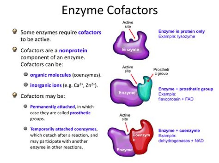 What are cofactors in biology