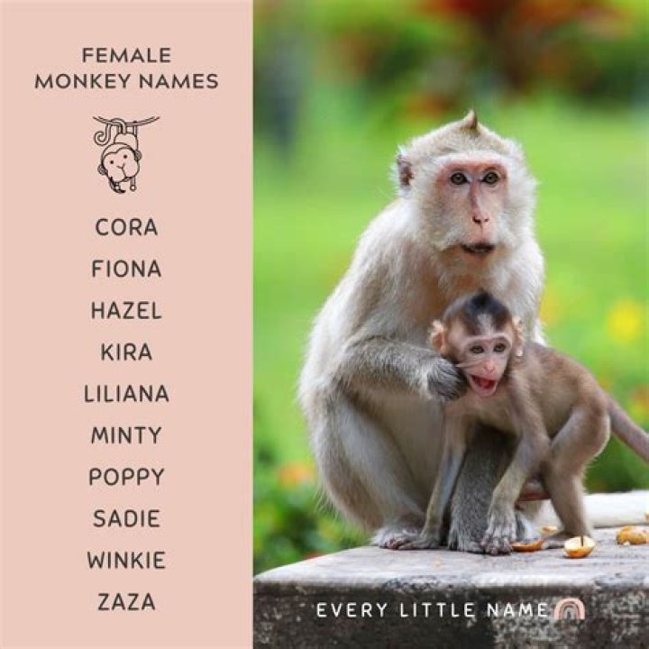 What are cute monkey names
