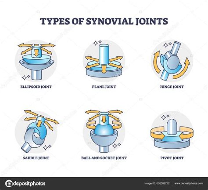 What are different types of synovial joints