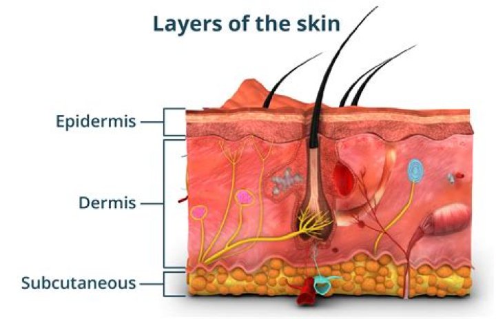 What are epidermis three functions of epidermis?