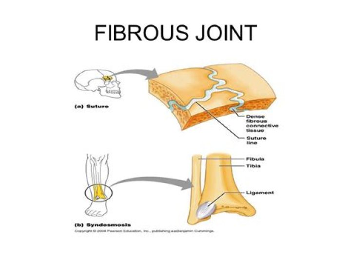 What are examples of fibrous joints