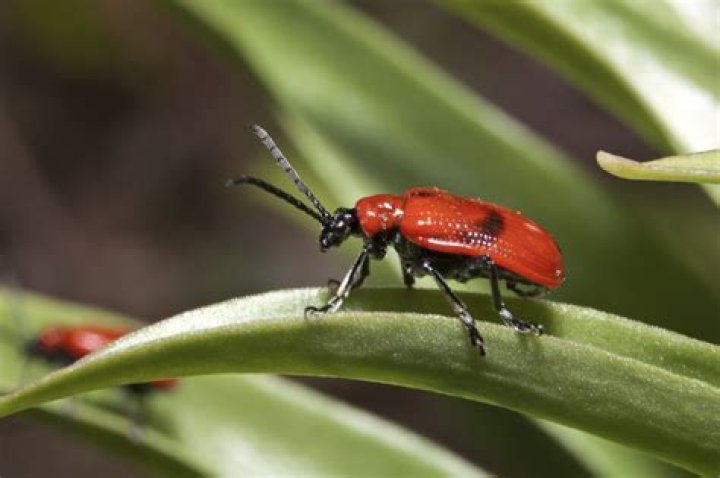 What are flower beetles? | ContextResponse.com