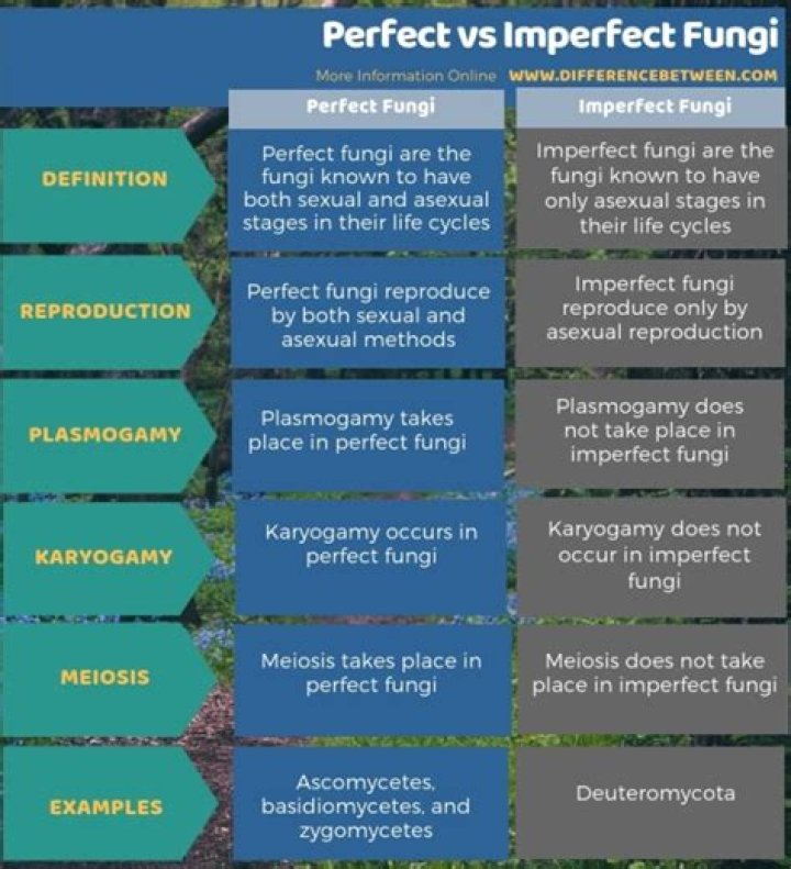 What are imperfect fungi used for?