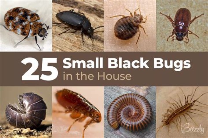 What are little tiny black bugs?