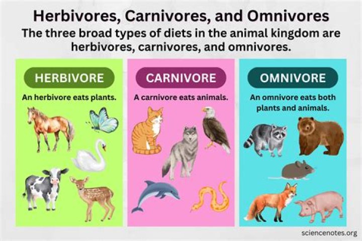 What are omnivores herbivores and carnivores?