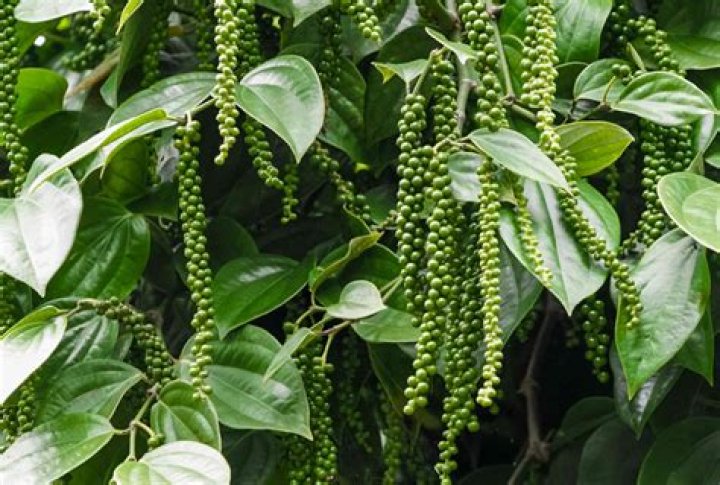 What are pepper trees good for?