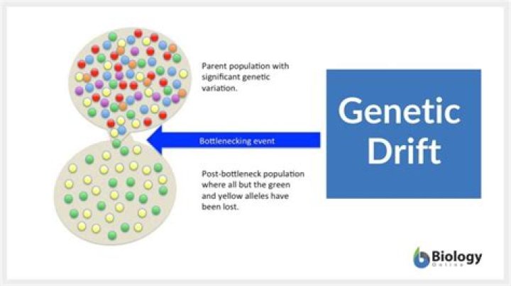 What are some examples of genetic drift?