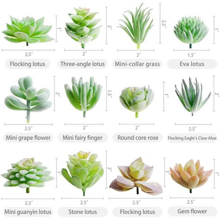 What are succulent leaves called